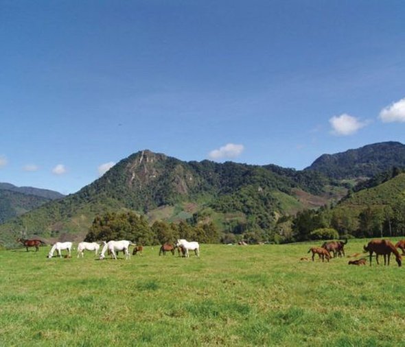 otros servicios bambito